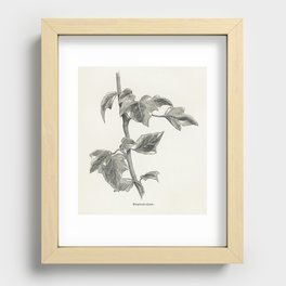 Marginata minor from The Ivy, a Monograph (1872) by Shirley Hibberd (1825–1890). Recessed Framed Print