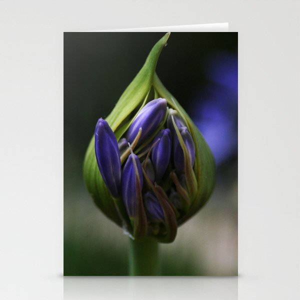 Lily of the Nile Flower Bud Stationery Cards