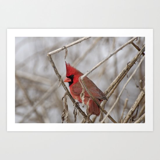 Northern Cardinal Art Print
