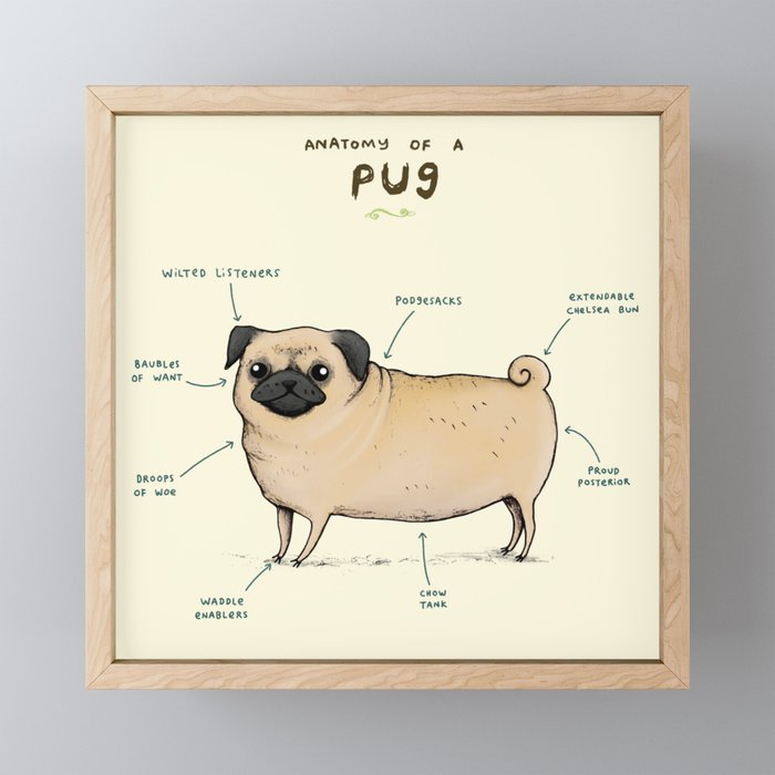 Anatomy of a Pug Framed Mini Art Print