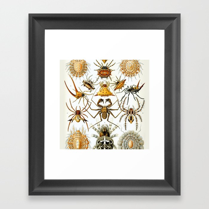Haeckel Illustration Spiders Framed Art Print