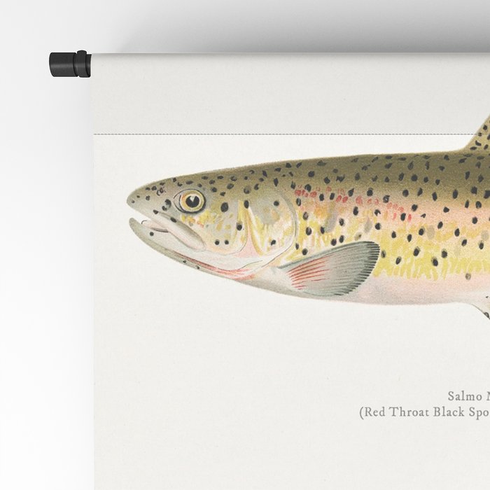 Vintage Rainbow Trout Fly Fishing Lure Patent Game Fish Identification  Chart Laptop & iPad Skin by Atlantic Coast Arts and Paintings