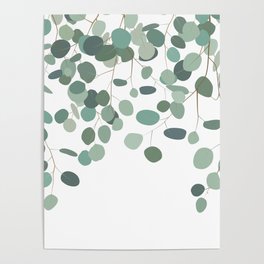 Eucalyptus Vines Poster