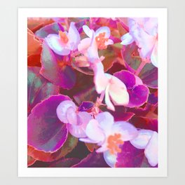 Begonia Beauties Art Print