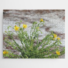Yellow wildflowers in the sand pine scrub Jigsaw Puzzle