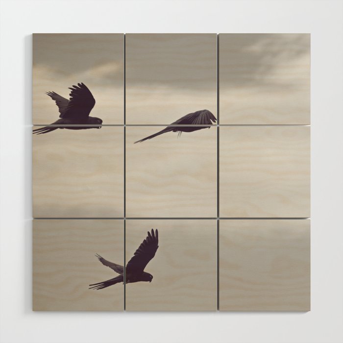 Parrots flying in the sky Wood Wall Art