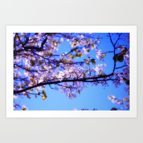 Cherry Blossoms III Art Print