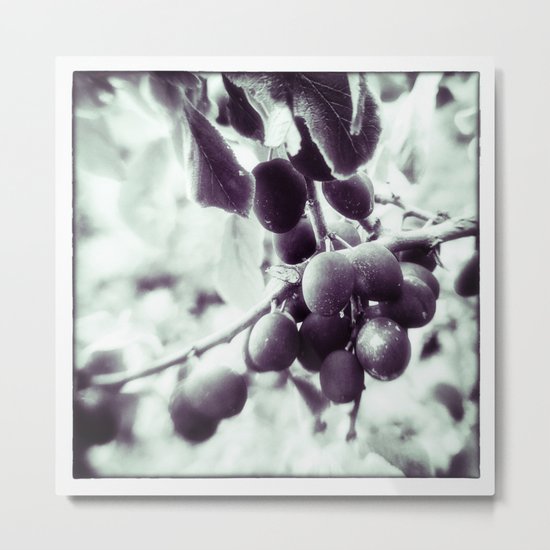 PLUMS Metal Print