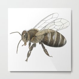 Bee Metal Print | Beautiful, Insect, Orange, Drawing, Black, Nature, Honeybee, Sting, Bugs, Honeycomb 