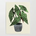begonia maculata interior plant Poster