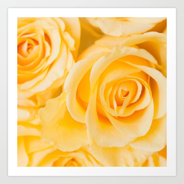 Beautiful Yellow Roses Close-up #decor #society6 #buyart Art Print