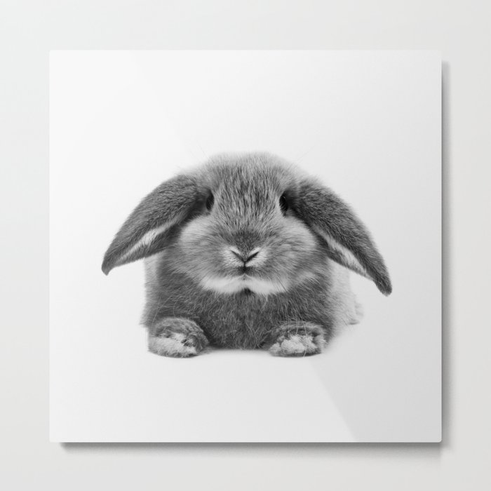 Bunny rabbit sitting Metal Print