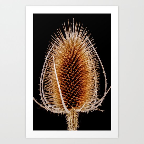 Natural Teasel Art Print