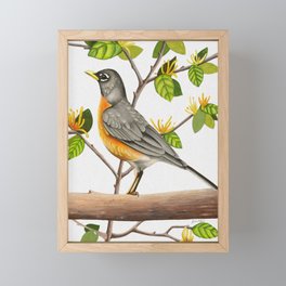 American Robin Framed Mini Art Print