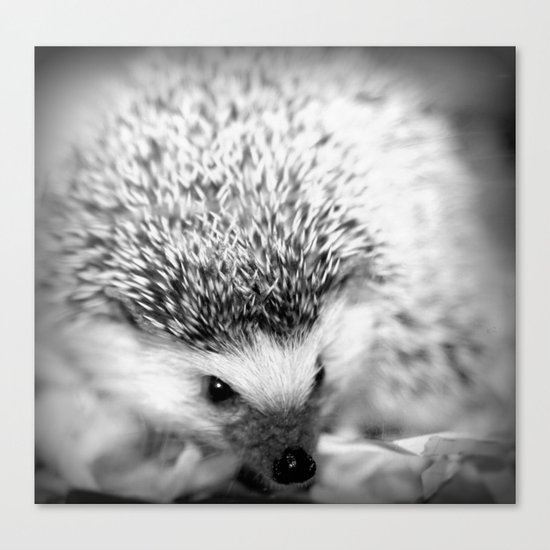 hedgehog Canvas Print