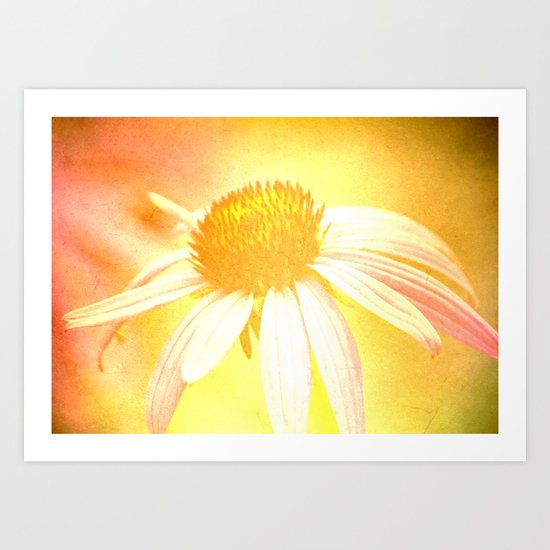 Echinacea Art Print