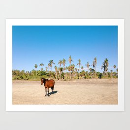 Wild horse on a beach with palm trees Art Print