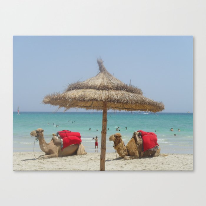 Camels on the beach  Canvas Print
