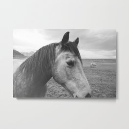 Horse Print in Black and White Metal Print | Animal, Close Up Horse, Black White Horse Photograph, Equestrian, Animal Photograph, Western Horse, Black and White, Horse, Cowgirl, Horses 