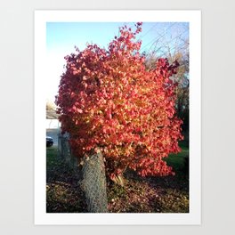 Bush with its colored leaves Art Print