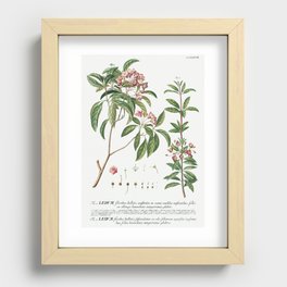 Plantae Selectae No. 38 by Georg Dionysius Ehret. Recessed Framed Print