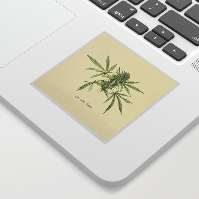 Vintage botanical print - Cannabis Sticker