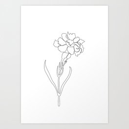 Carnation Lines Art Print