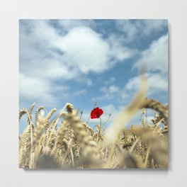 Popping up Metal Print | Wheatfield, Flower, Film, Photo, Bright, Nature, Flowers, Colorful, Color, Poppy 