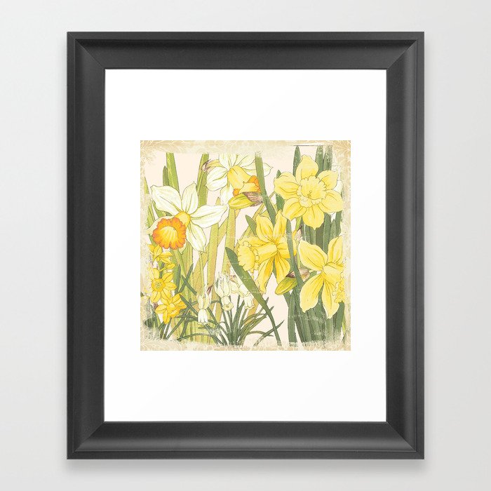 Vintage Floral Paper:  Spring Flowers on Shabby White -Daffodils Framed Art Print