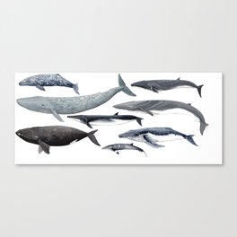 Whales and right whale Canvas Print
