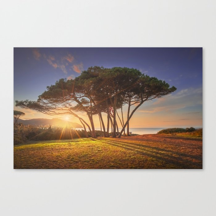 Pine tree close to sea. Baratti, Tuscany. Canvas Print