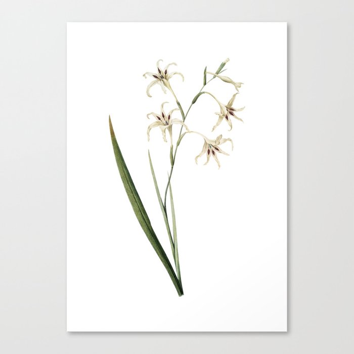Vintage Gladiolus Cuspidatus Botanical Illustration on Pure White Canvas Print