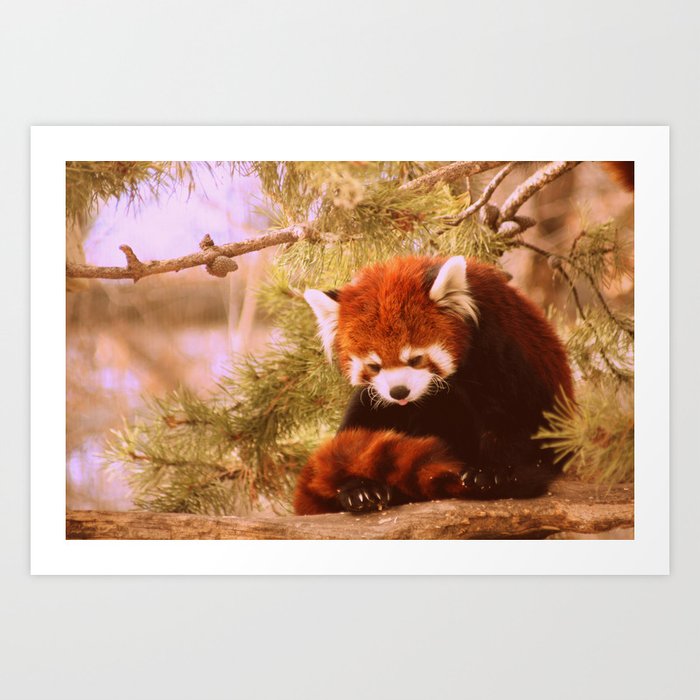 Sweetie of a Red Panda Art Print
