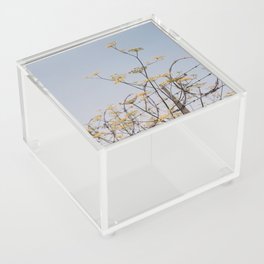 Yellow Flowers on Barbed Wire Acrylic Box