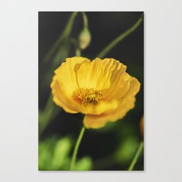 Yellow Poppy Flower Canvas Print