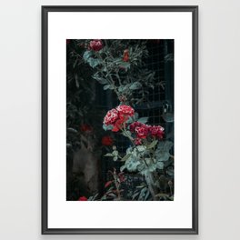Roses. Framed Art Print