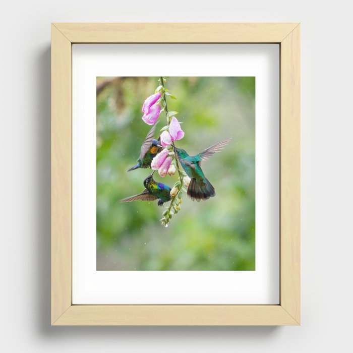 Three Costa Rican Hummingbirds in the Rain Recessed Framed Print