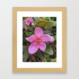 Hong Kong Flower Framed Art Print