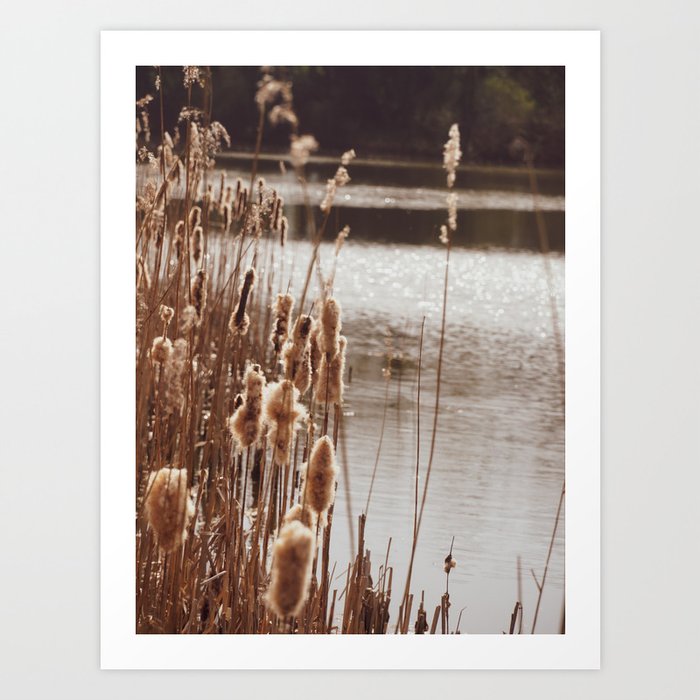 Lake Reeds Art Print