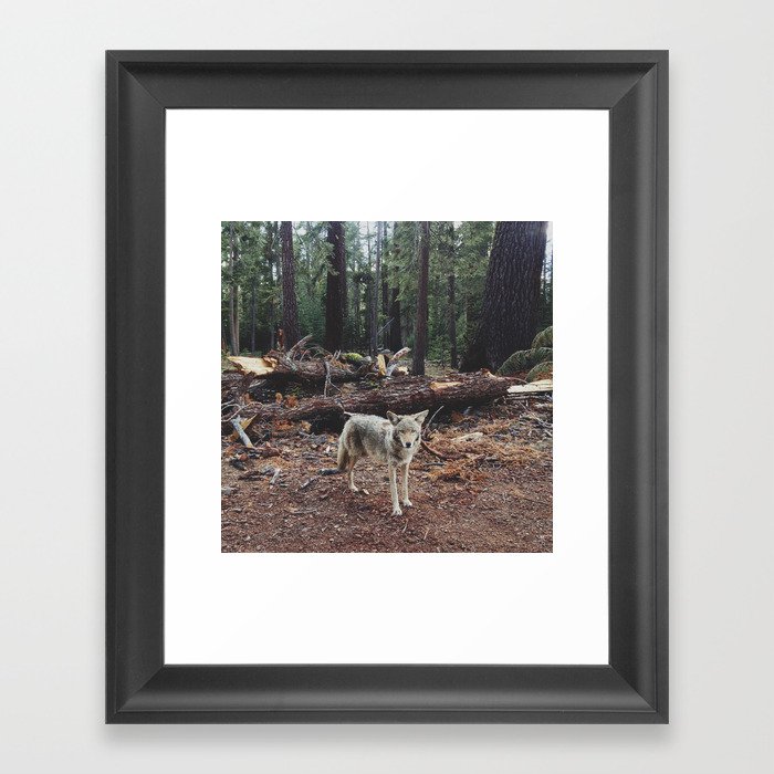Injured Coyote Framed Art Print