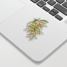 Australian Wattle Flower, Illustration Sticker