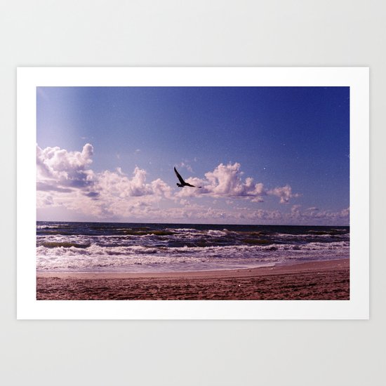 Seagull Art Print