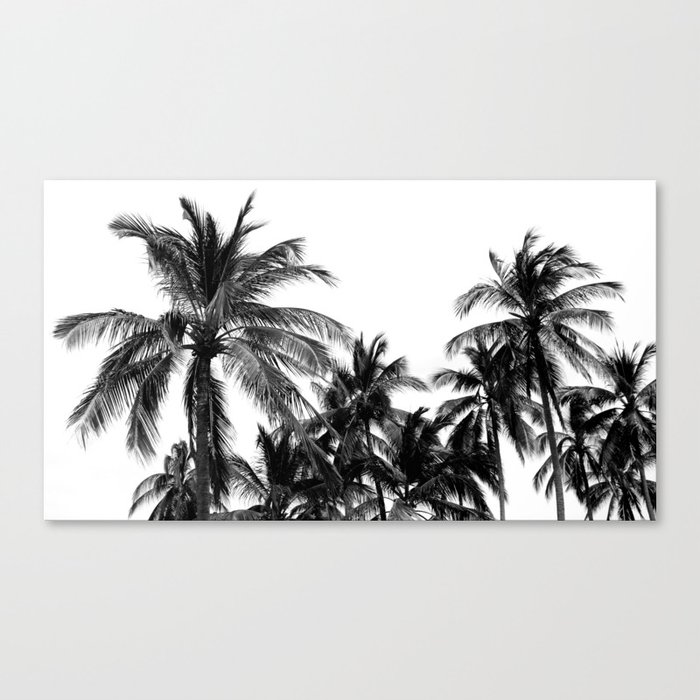 Palm Trees Los Cabos Canvas Print