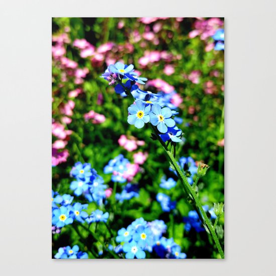 Pink And Blue Forget Me Nots Canvas Print