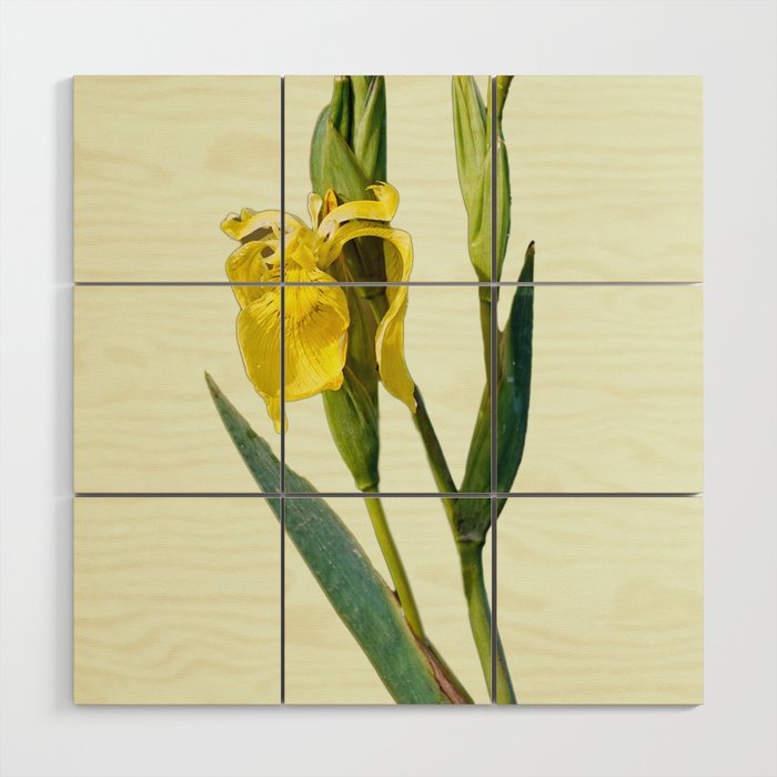 Yellow iris blossom Wood Wall Art