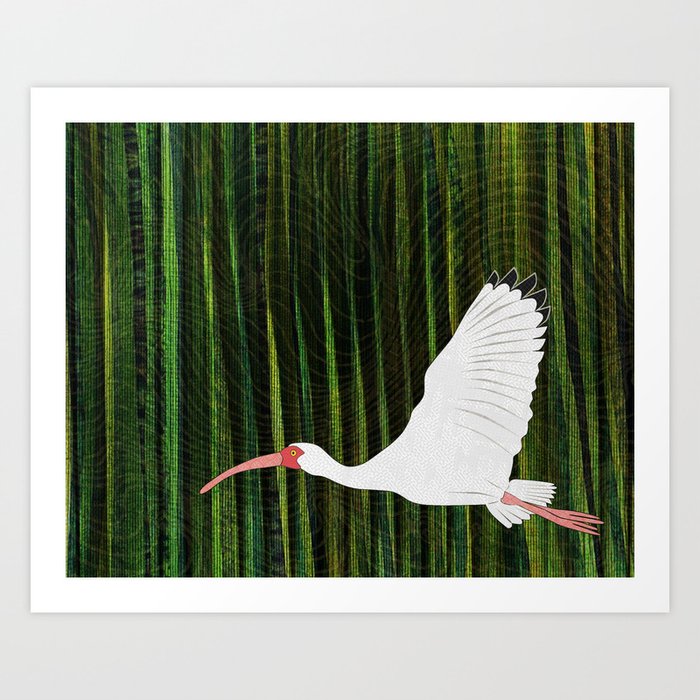American White Ibis In Flight Art Print