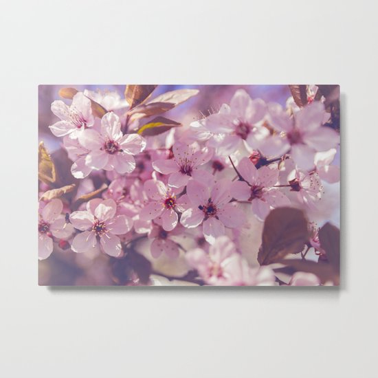 Sakura photography, pink blossoms Metal Print