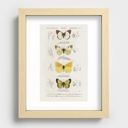 Different types of butterfly illustrated by Charles Dessalines D' Orbigny (1806-1876).2 Recessed Framed Print