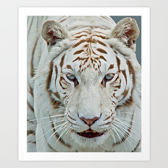 TIGER TIGER 2 Art Print