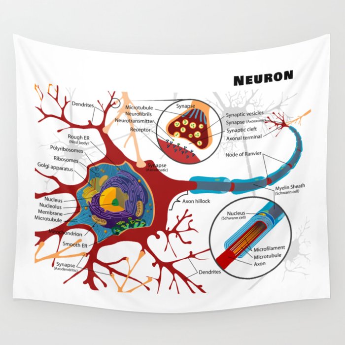 Diagram of a Typical Myelinated Vertebrate Motor Neuron Wall Tapestry by  The Arts